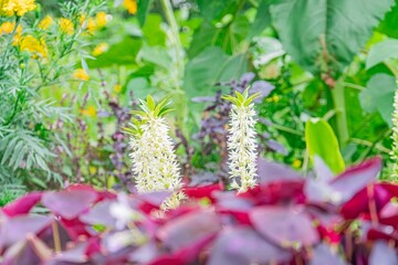 Vibrant garden scene with lush green plants, red berries, purple flowers, white and yellow blooms, soft diffused lighting, layered depth, elevated viewpoint