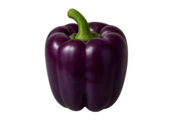 Fresh purple bell pepper, a healthy vegetable food ingredient for cooking and diet, isolated with transparent background