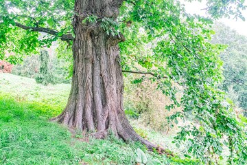 Large, old tree with twisted trunk and spreading roots, lush green leaves, possibly spring or summer, grassy area, body of water lakeriver, elevated vantage point, naturalistic style, soft sunligh © Mister