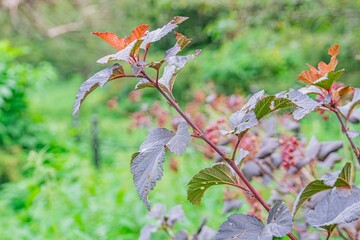 Close-up image of layered plant life, showcasing greens, reds, and purples Various leaf states open, growing, curled add diversity Soft outdoor lighting with diffused illumination Detailed textu