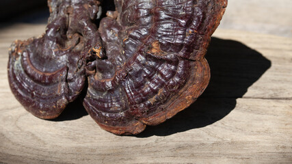 Reishi mushroom - fruiting body of Ganoderma multipileum medicinal fungi, used in traditional Chinese medicine.