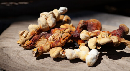 Reishi mushroom - fruiting body of Ganoderma multipileum medicinal fungi, used in traditional Chinese medicine.