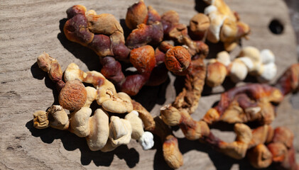 Reishi mushroom - fruiting body of Ganoderma multipileum medicinal fungi, used in traditional Chinese medicine.