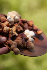 Reishi mushroom - fruiting body of Ganoderma multipileum medicinal fungi, used in traditional Chinese medicine.