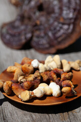 Reishi mushroom - fruiting body of Ganoderma multipileum medicinal fungi, used in traditional Chinese medicine.