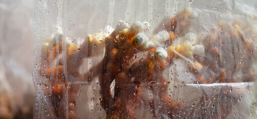 Reishi mushroom - fruiting body of Ganoderma multipileum medicinal fungi, used in traditional Chinese medicine.