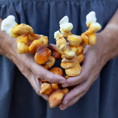 Reishi mushroom - fruiting body of Ganoderma multipileum medicinal fungi, used in traditional Chinese medicine.