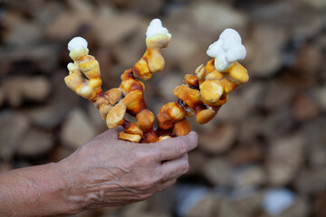 Reishi mushroom - fruiting body of Ganoderma multipileum medicinal fungi, used in traditional Chinese medicine.