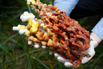 Reishi mushroom - fruiting body of Ganoderma multipileum medicinal fungi, used in traditional Chinese medicine.