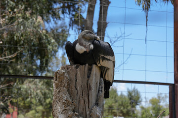 Cóndor andino posando con el rostro de perfil encima del tronco cortado de un árbol