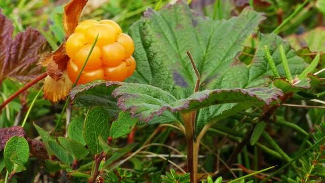 Bright ripe orange cloudberry fruit among other plants of the polar tundra on an autumn day.