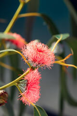 Eucalyptus blooming, flower, buds, plant leaves. Fresh Eucalyptus blooming close up, on dark green background. Essential oil, aromatherapy. Australian medical plant. Vertical image 
