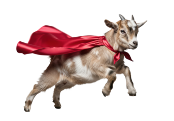 photorealistic baby goat kid with fluffy brown fur and tiny horns, wearing a saturated red superhero cape, dramatically flying mid-air against a pristine white studio background. concept of ambitious