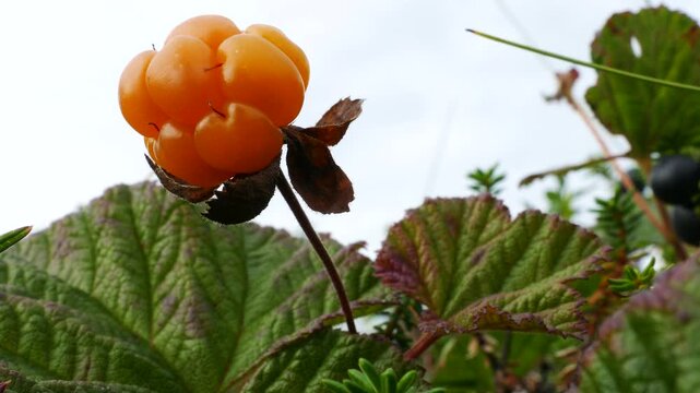 Bright ripe orange cloudberry fruit among other plants of the polar tundra on an autumn day.