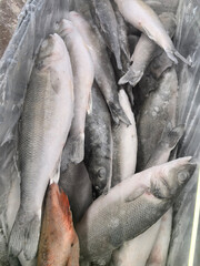 Obraz premium Fresh catch at the local market in early morning light showcasing various fish