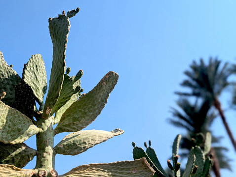 Prickly pear cactus paddles reaching into the clear blue sky with an out-of-focus palm tree in the background, symbolizing arid environments and desert life