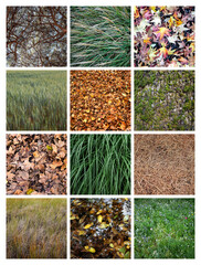 A montage of twelve images about nature