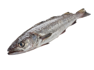 Raw hake fish cutout isolated on transparent background