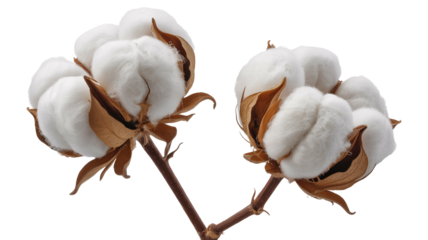 Fluffy cotton bolls  png  isolated on transparent background, on branches, ready for textile production and natural fiber applications in fashion