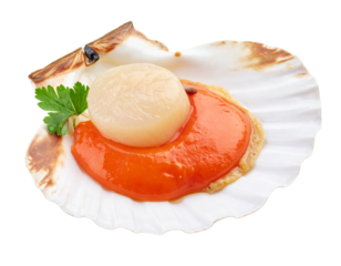 Raw scallops grilled edges cutout on transparent background