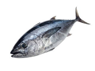 Little tuna fish isolated on transparent background, cutout, png