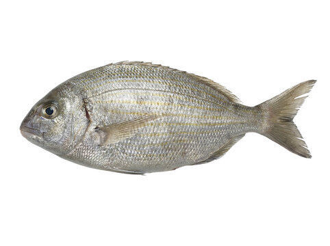 Salpa sea fish isolated on transparent background, cutout, png