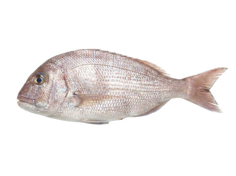 Dentex fish isolated on transparent background, cutout, png