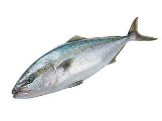 Mackerel fish isolated on transparent background, cutout, png