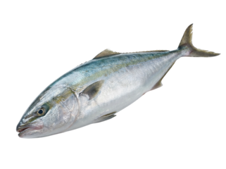 Mackerel fish isolated on transparent background, cutout, png