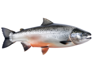 Salmon fish isolated on transparent background, cutout, png