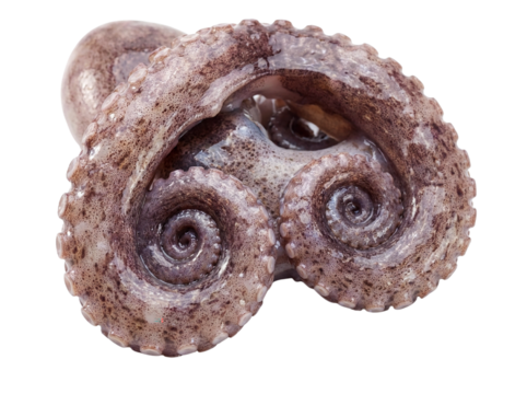 Octopus cross-section isolated on transparent background, cutout, png cutout png - Powered by Adobe