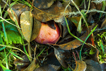 Apple under the leaves