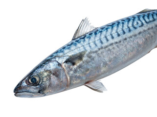 Whole mackerel isolated on transparent background