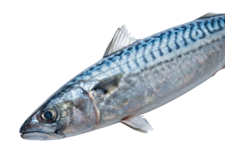Whole mackerel isolated on transparent background