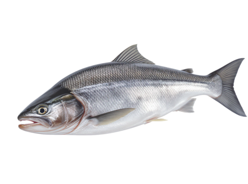 Ocean trout fish isolated on transparent background