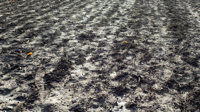 Field with beds