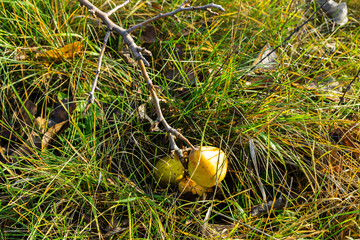 Pears in the grass