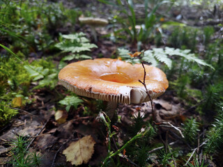Mushroom growing in a forest setting