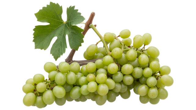 Juicy green grapes  png  isolated on transparent background, still life with leaf for fresh summer salads and delicious wine making projects