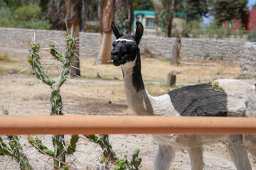 Naklejka premium Camélido andino de perfil