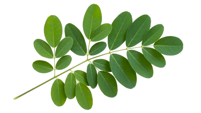 Fresh green moringa leaves branch  png  isolated on transparent background, vibrant foliage for natural health and beauty concepts, wellness visuals