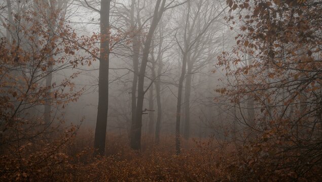 A foggy forest scene with bare trees and brown leaves covering the ground on a misty day outdoors