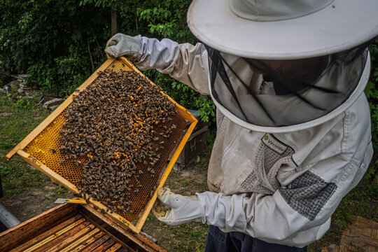 Close view of a beekeeper inspecting a full honey frame surrounded by bees, illustrating human interaction with nature and traditional craftsmanship.