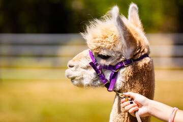 Naklejka premium Cute Baby Alpaca Portrait at the Farm