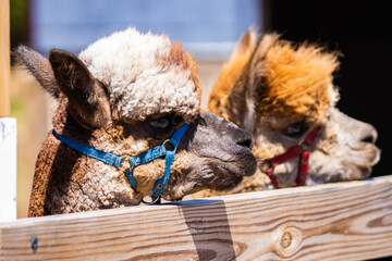 Naklejka premium Cute Baby Alpaca Portrait at the Farm