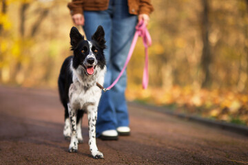 Fototapeta premium Woman walking her cute dog in autumn park, closeup. Space for text
