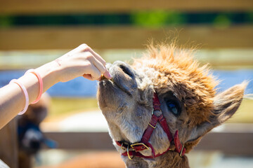 Naklejka premium Alpaca Portrait Being Fed by Hand at Farm Experience