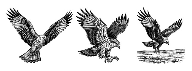 Obraz premium Eagles in flight in vintage line art