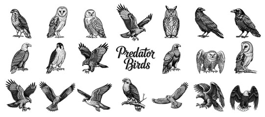 Naklejka premium Collection of predator birds in line art style
