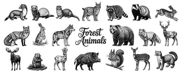 Fototapeta premium Collection of Forest Animals in vintage line art